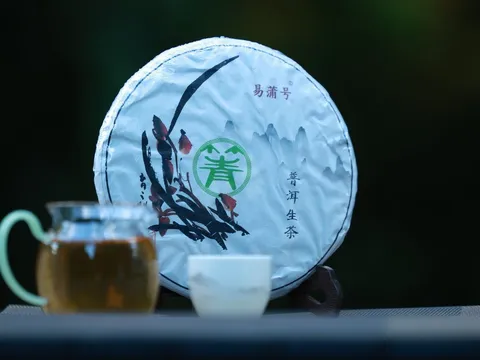 歲月留香：古樹普洱茶的乾倉儲存指南