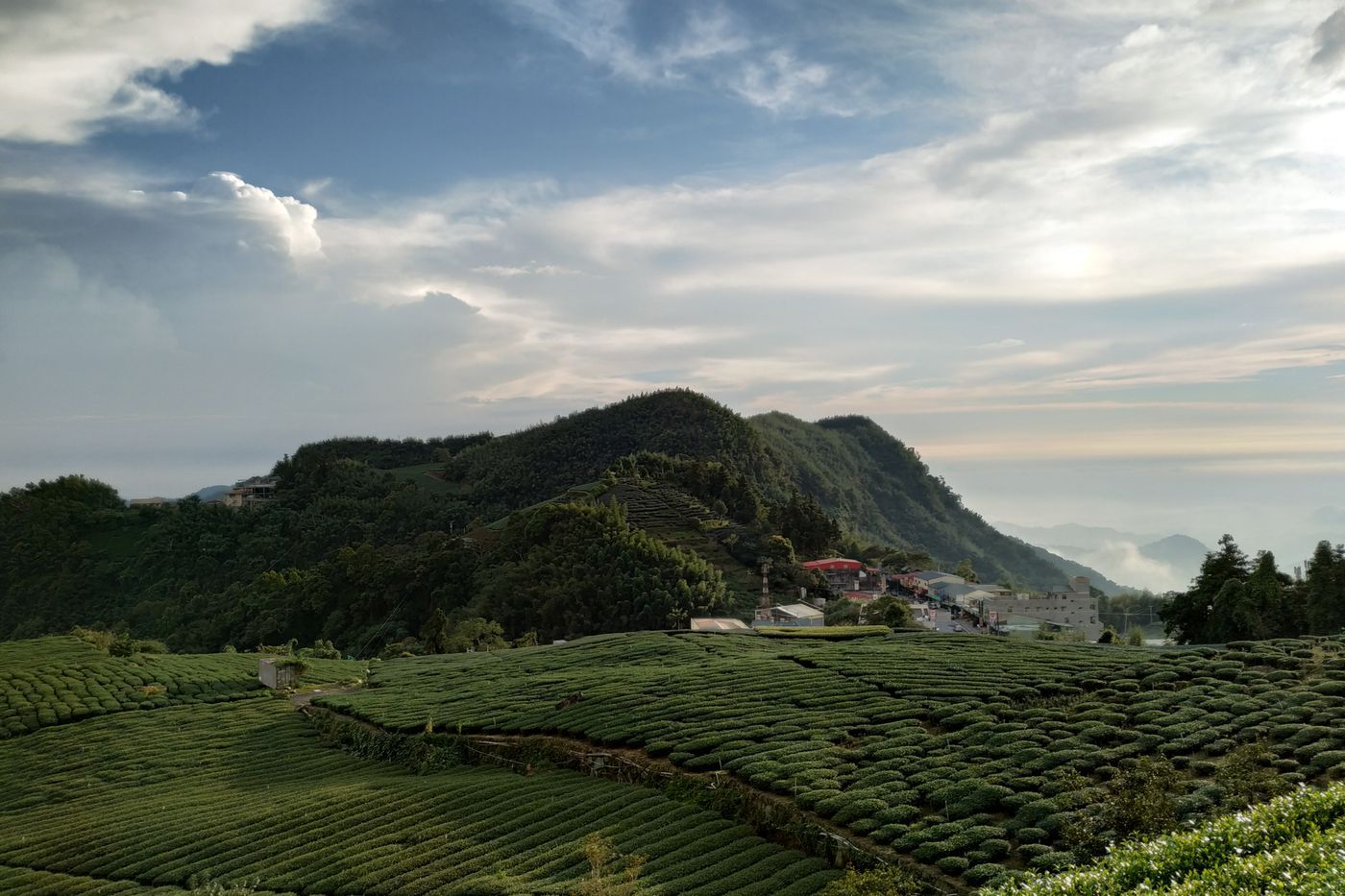 台灣高山茶