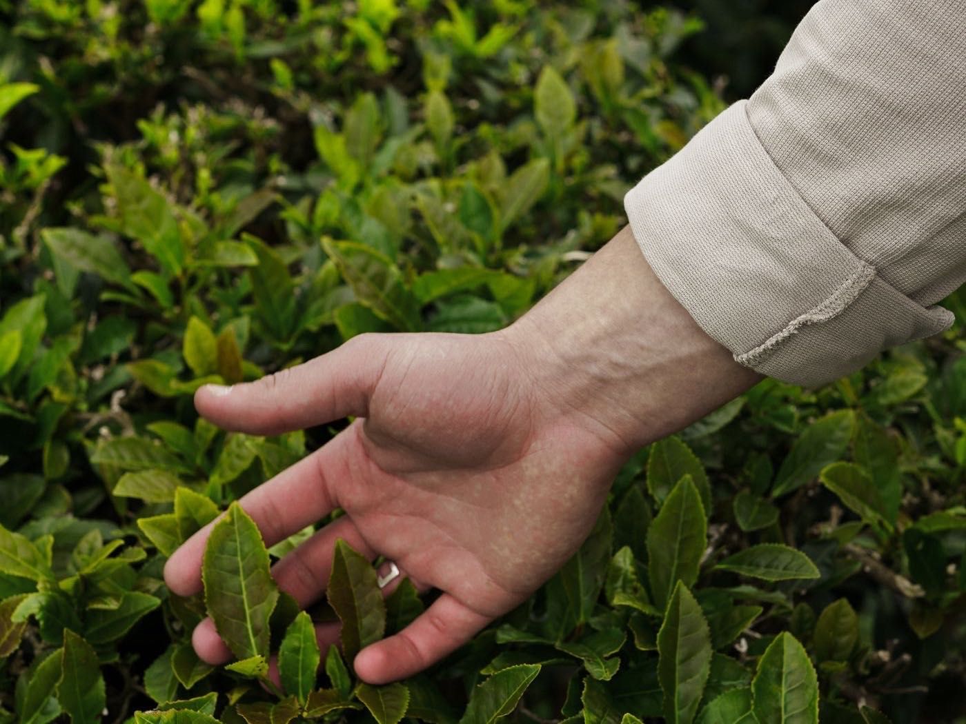 手指輕觸茶樹叢中鮮嫩的新綠茶葉 | Fingers gently touching fresh tender green tea leaves on the bush