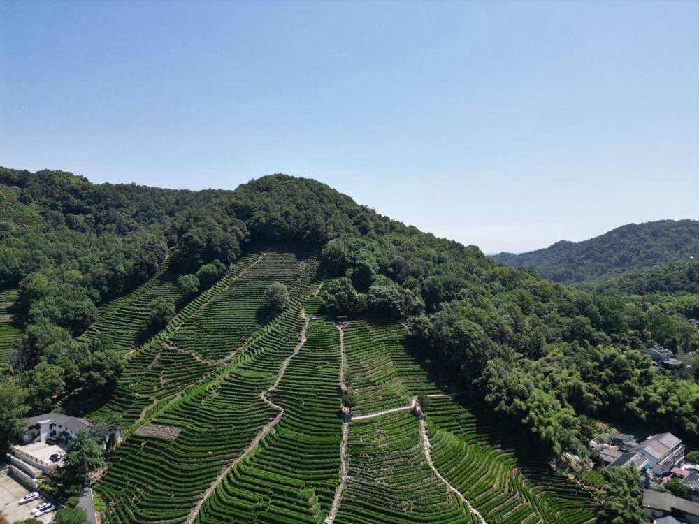 龍井茶完整指南:產地、等級與沖泡技巧