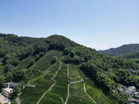 龍井茶完整指南：產地、等級與沖泡技巧