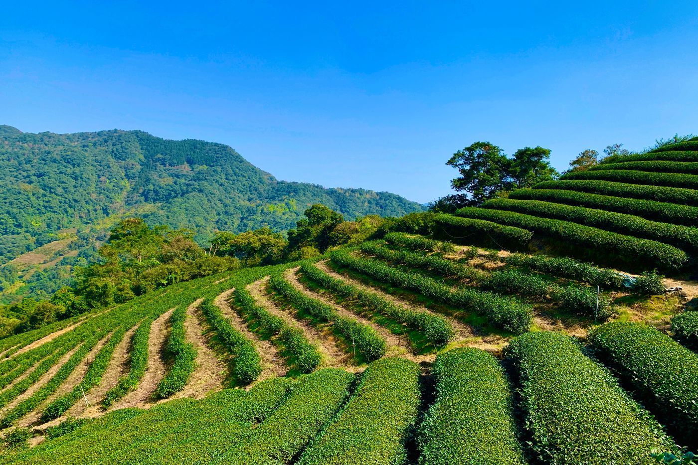 地方特色茶