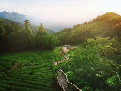 台灣竹崎鄉茶園梯田俯瞰,綠意山脈環繞展現高山烏龍茶風土 | Taiwan Zhuzi terraced tea plantation aerial showing high mountain oolong terroir