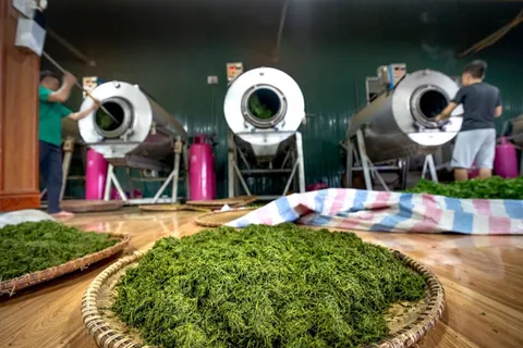 普洱茶購買指南：年份辨別與防騙技巧